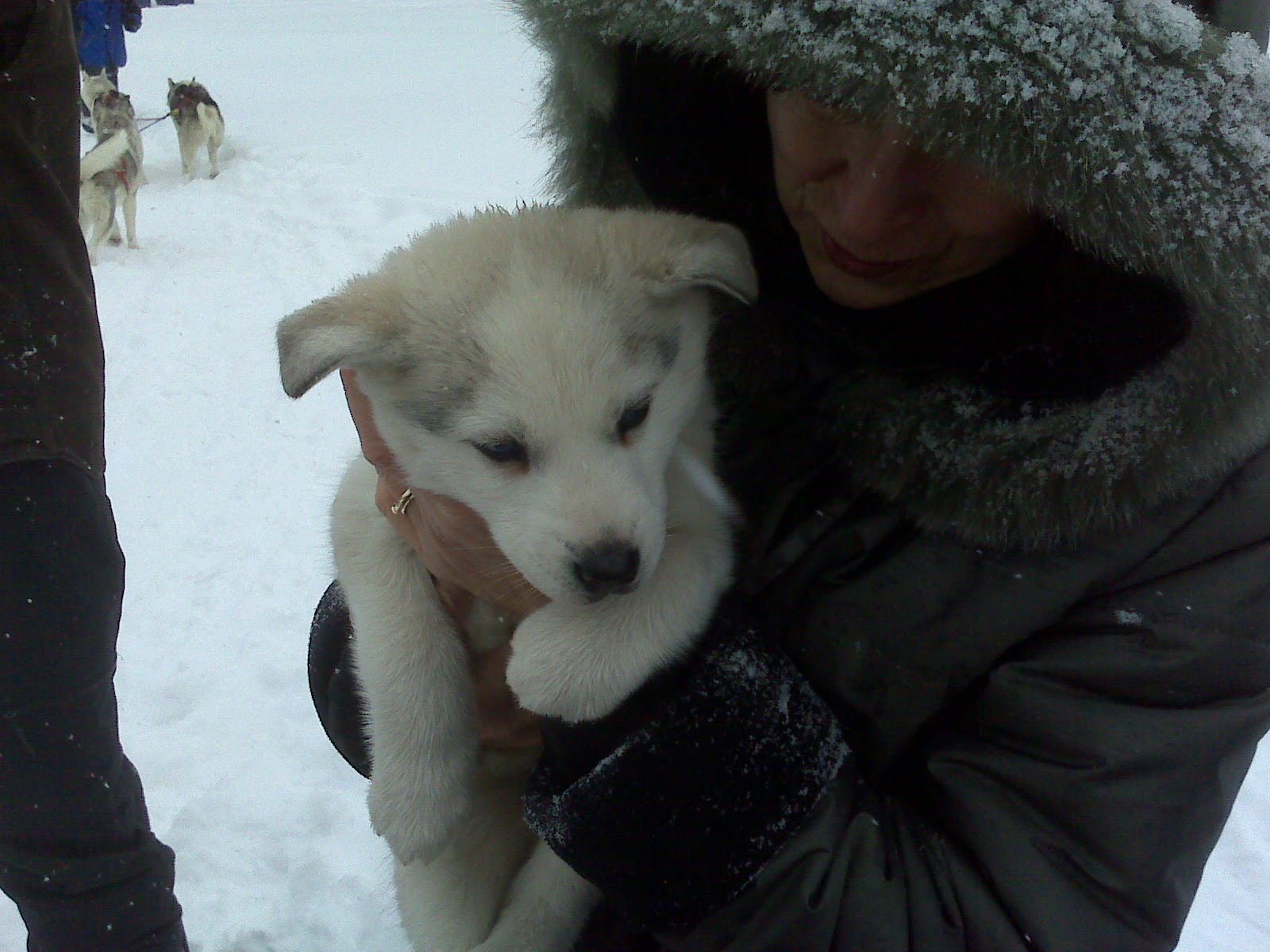 chiot husky dans les bras d'une femme