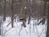 écureuil dans une mangeoire en hiver