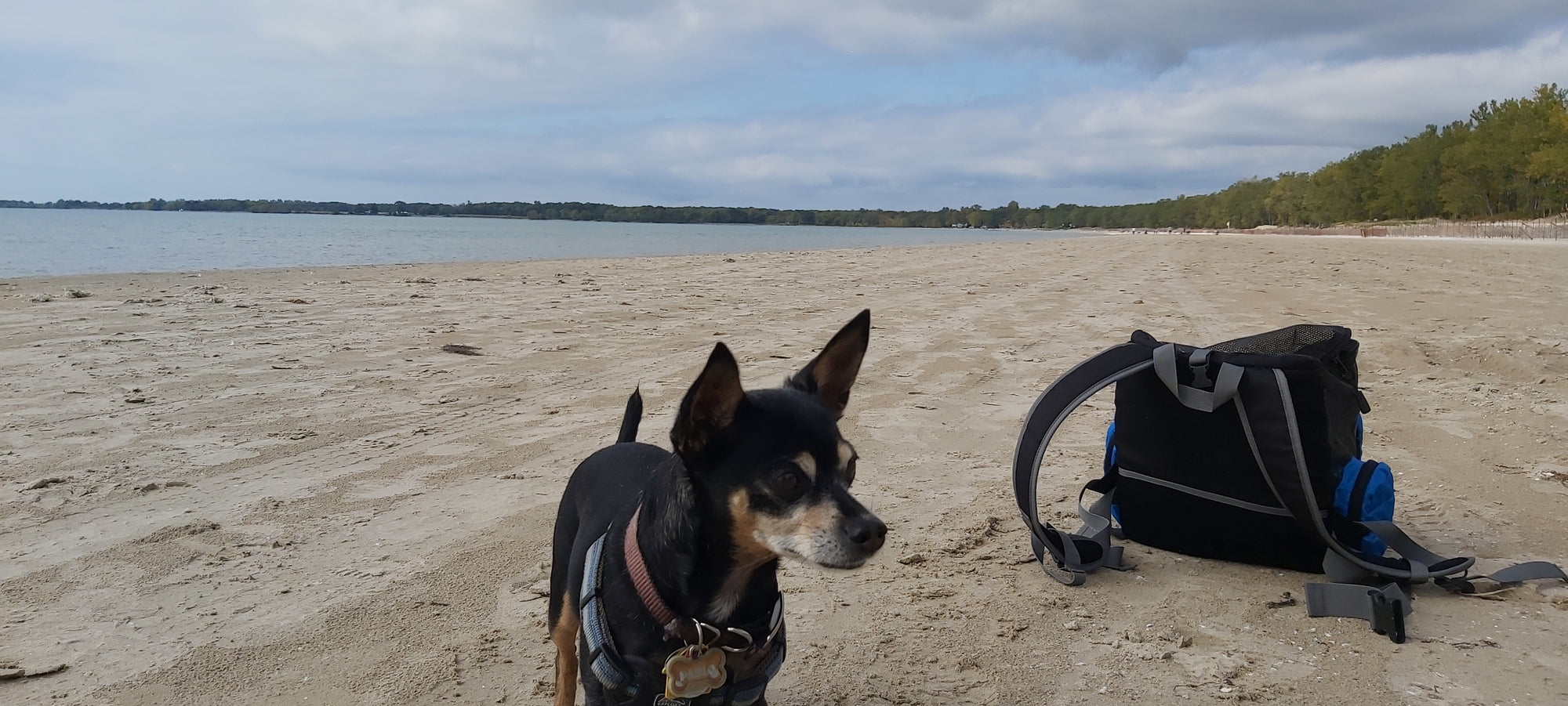 Meilleurs site de camping au canada -petit chien à Sandbanks Ontario