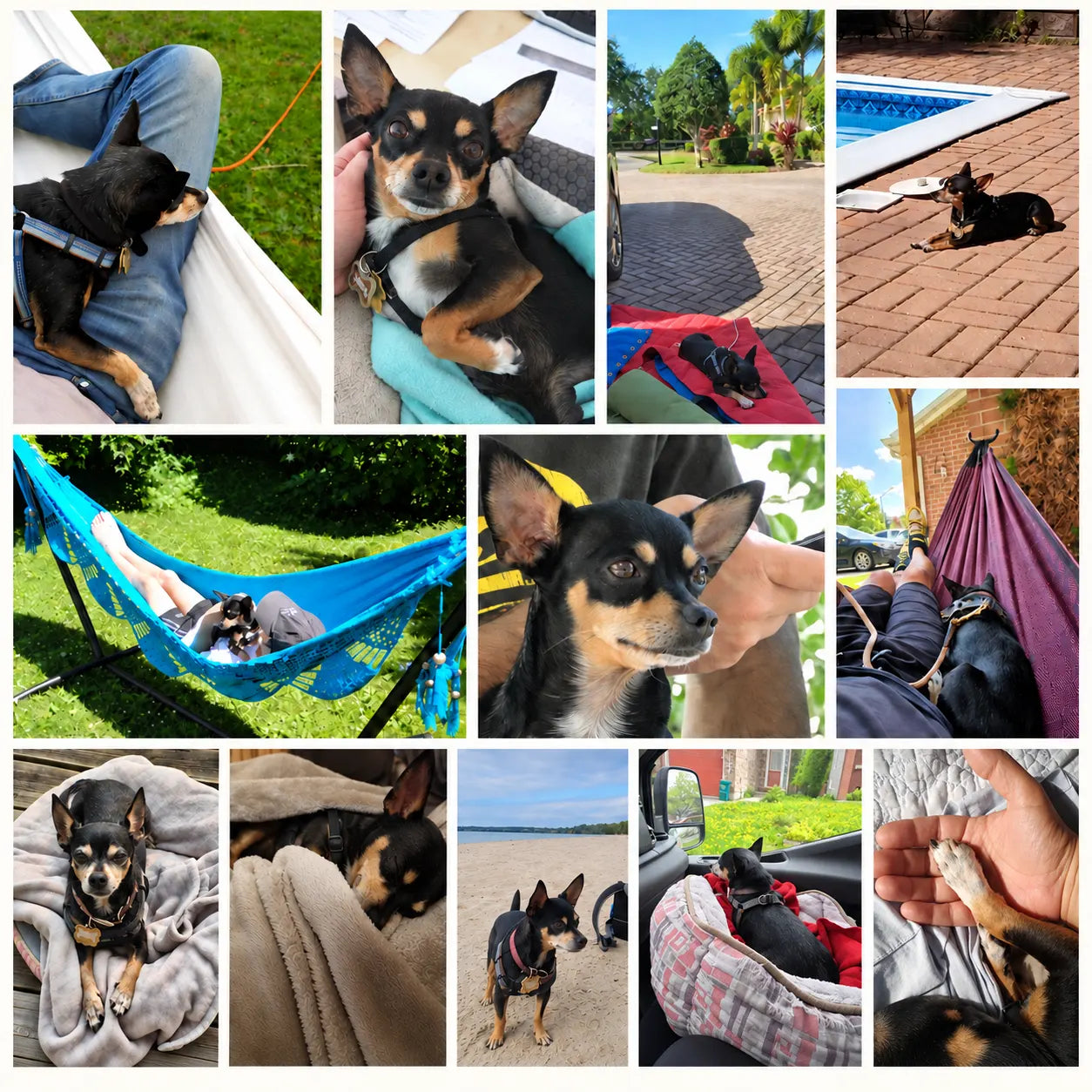 Mosaïque de photos de Pablo, modèle de hamacs et fidèle compagnon de Hamac Univers pendant plus de douze ans.