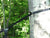 sangle de 2,5cm attachées à un arbre