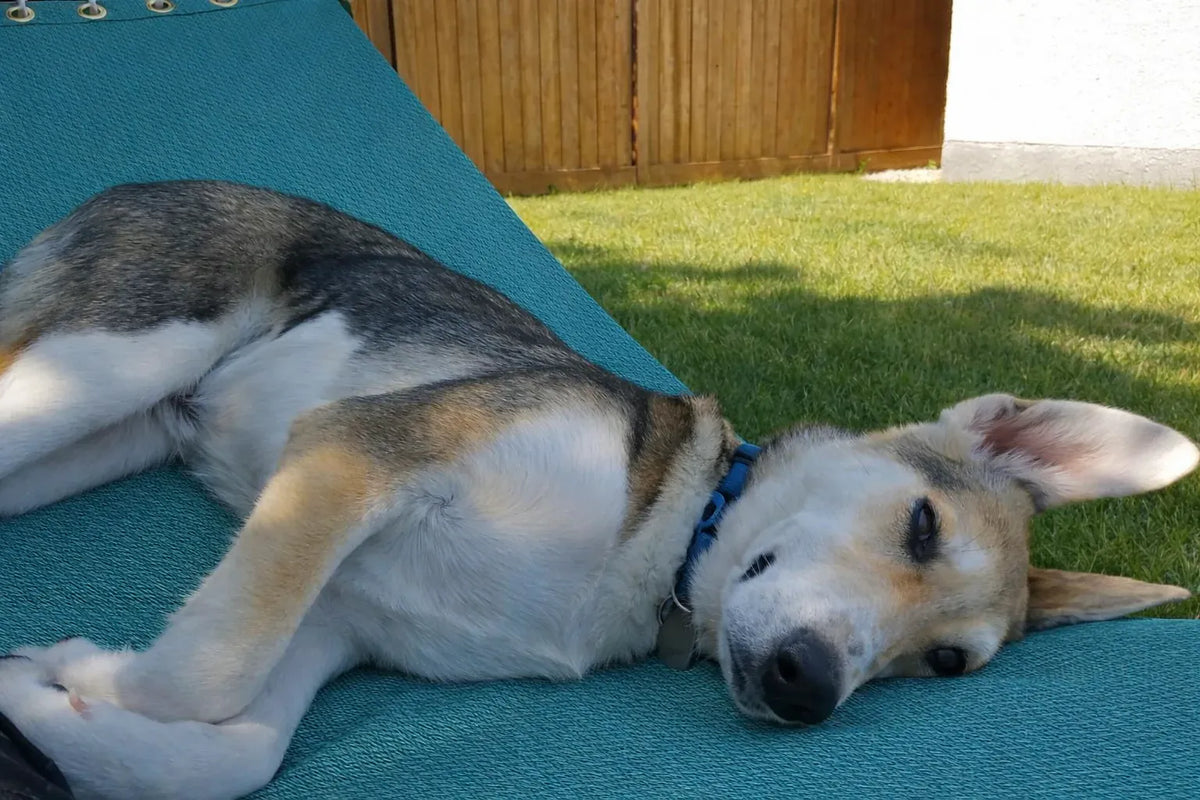 Hamac Univers Ensembles Hamac avec Support Hamac pour piscine avec Support de 15 pieds