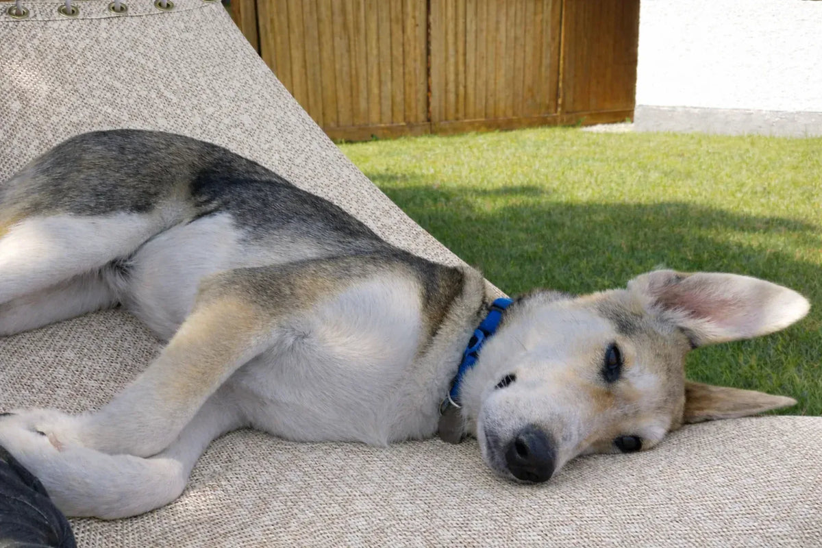 Hamac Univers Ensembles Hamac avec Support Hamac pour piscine avec Support de 15 pieds