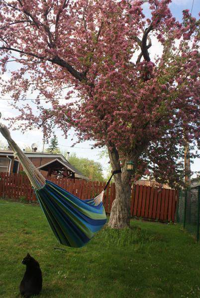 Sangles écologiques pour arbres pour hamac